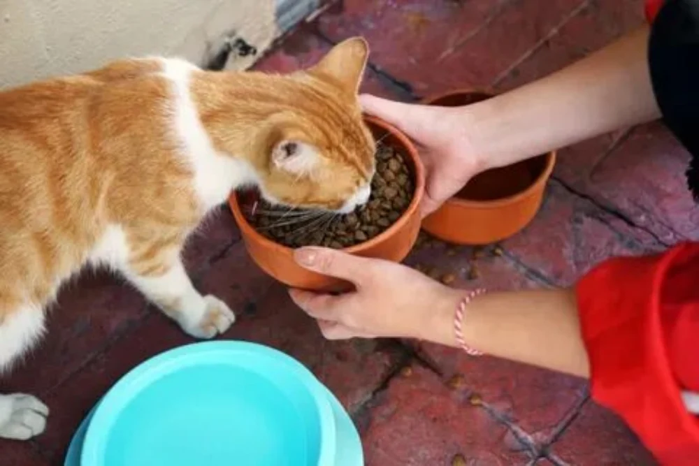 میزان غذای گربه در روز 